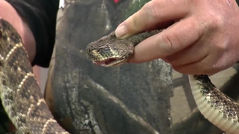 Petition urging a ban on gassing of snakes signed by Abilene Zoo employees KTXS