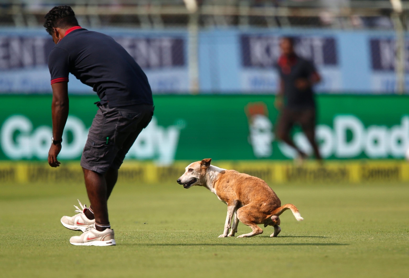 Dog stops play in cricket match between India and England WEAR