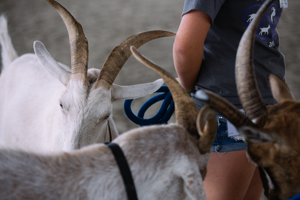 Goat Olympics are a thing in Monroe, WA KATU