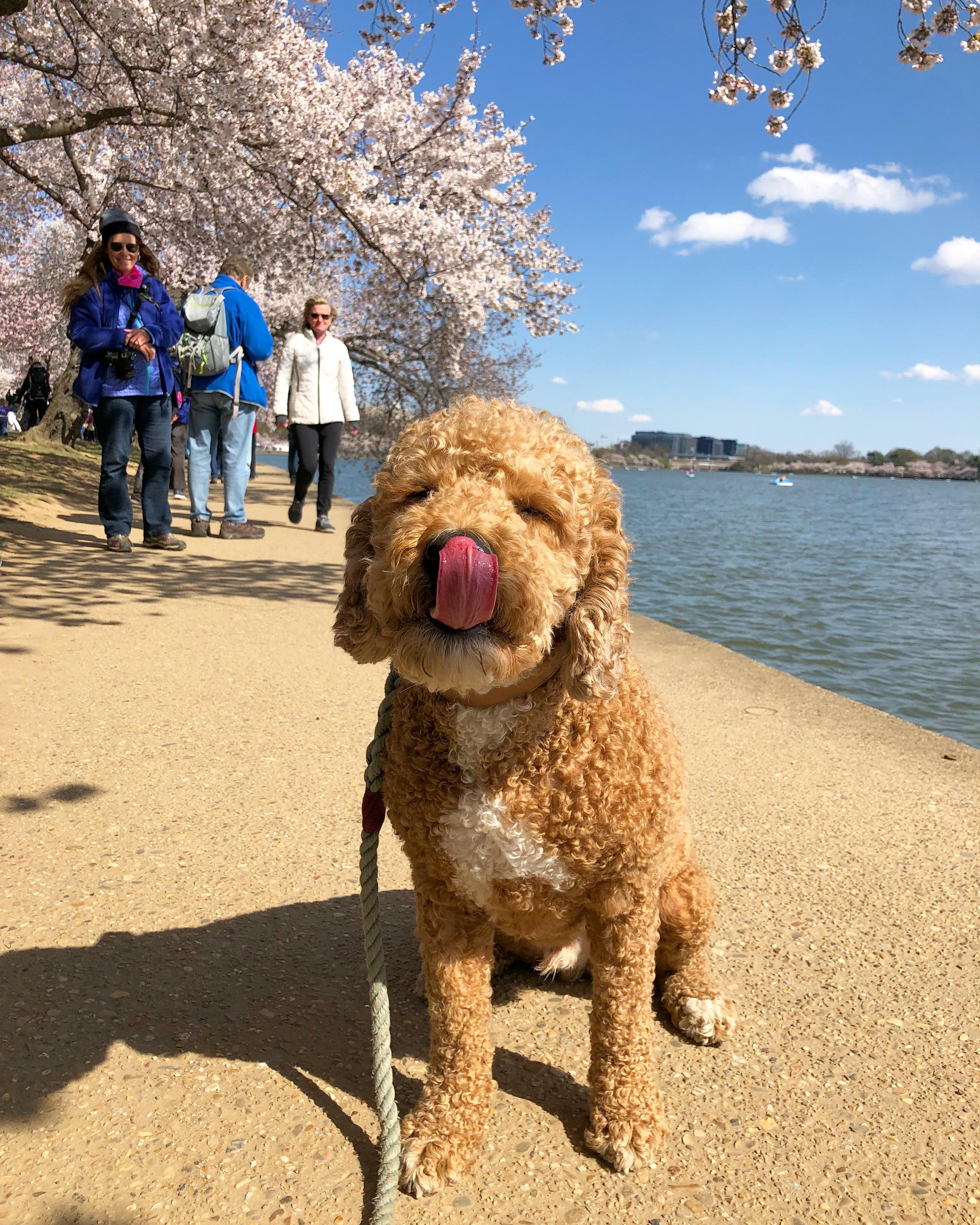 RUFFined Spotlight D.C. dogs enjoying the cherry blossoms DC Refined
