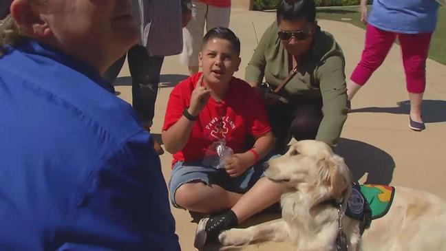 Autistic boy's new pal: Norman to serve of service dog