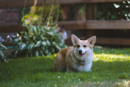 pacific northwest corgis