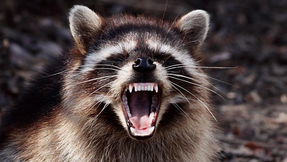 Rabies test comes back positive for raccoon found near homes - WOAI thumbnail