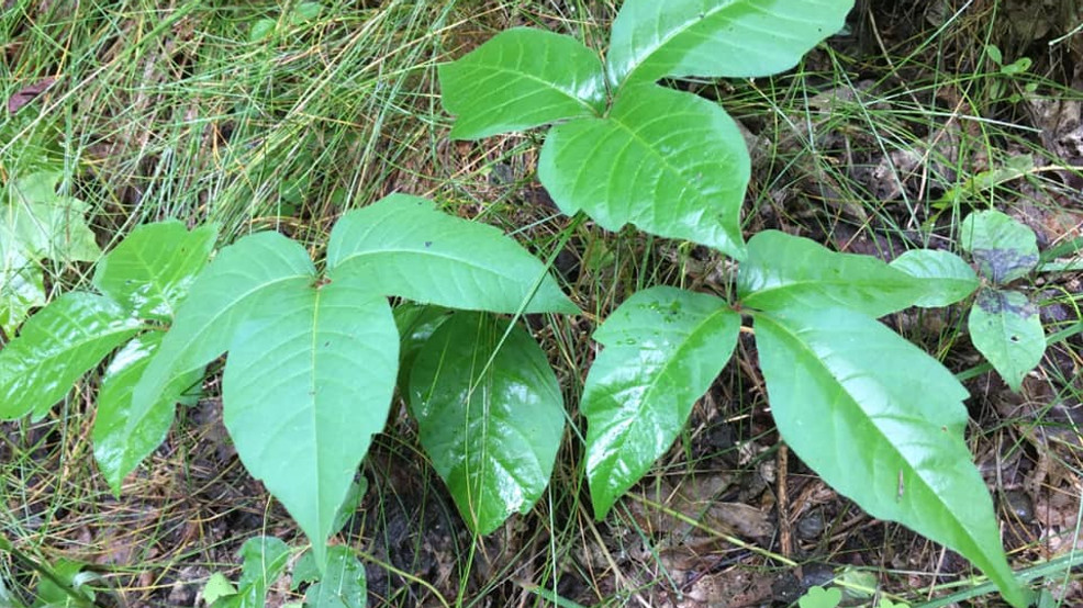 Scratching the surface of poison ivy in Michigan WWMT
