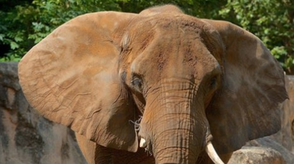 Riverbanks Zoo elephant dies at 49 WACH