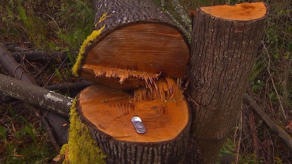Group says too many trees being cut down in Seattle neighborhoods KOMO