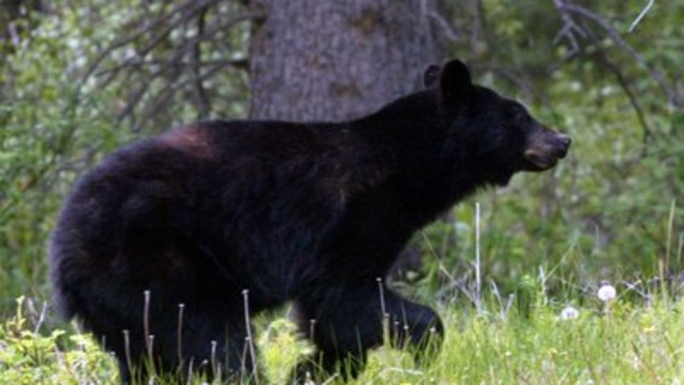 bear steals dog food