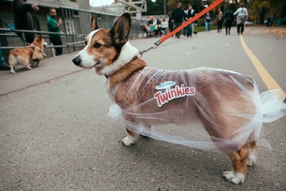 corgi costumes
