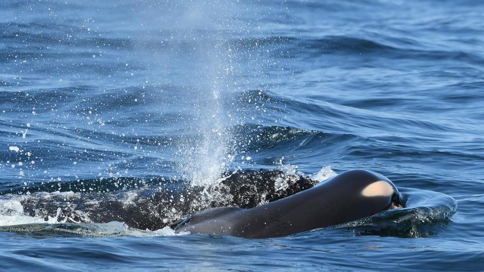 grieving orca highlights plight of endangered whales