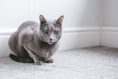 Ruffined Spotlight Veronica Matilda The Russian Blues Komo
