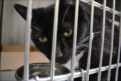 canyon county shelter