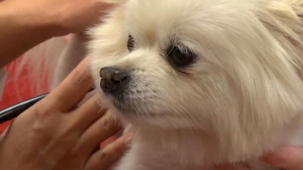 is parvo contagious to other dogs