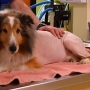 Dog's life saved by tick discovery just before scheduled euthanasia