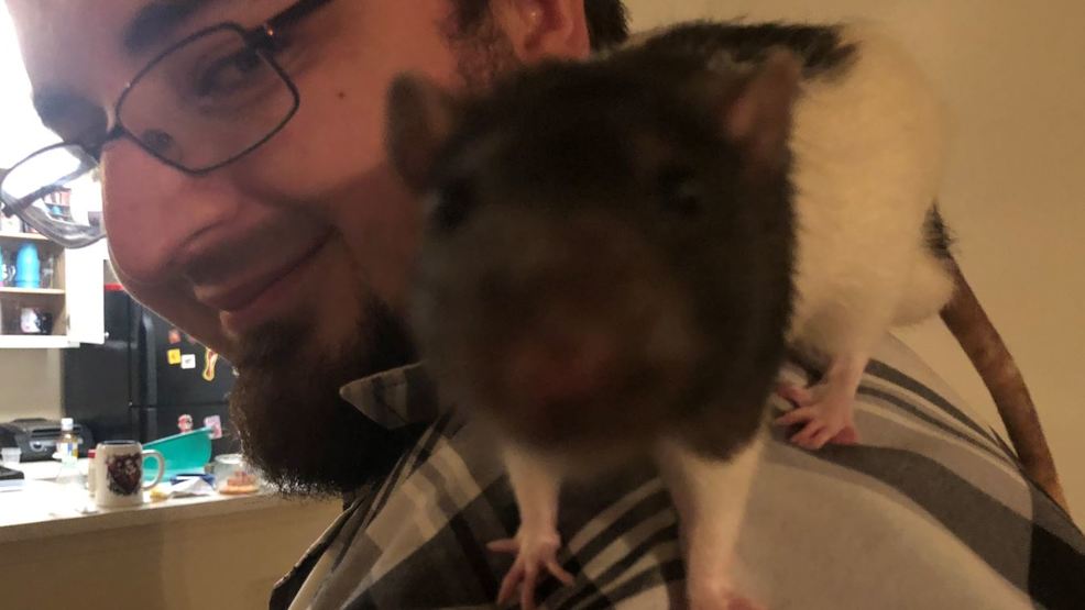 large pet rat