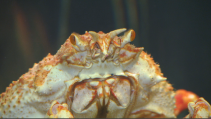 Japanese Spider Crabs Can Weigh Up To 44 Pounds Wtvc