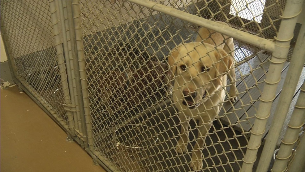 free pet adoption day