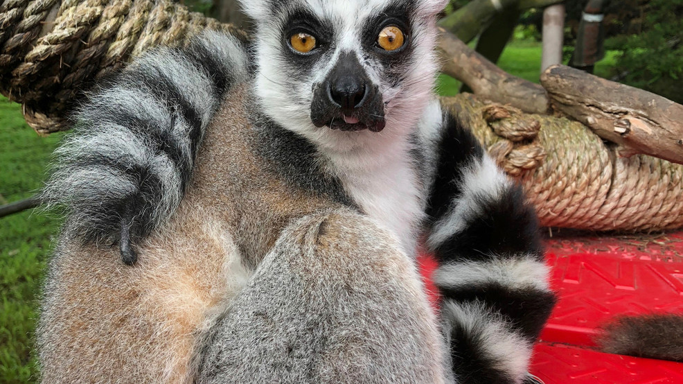 'There's a lemur!': 5-year-old helps crack San Francisco Zoo theft case