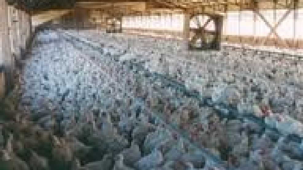 Sanderson Farms set to build chicken processing plant in Nash County | WCTI