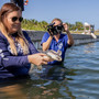 Two endangered sea turtles released after getting trapped in fishing gear